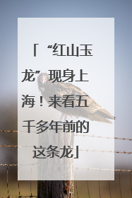 “红山玉龙”现身上海！来看五千多年前的这条龙