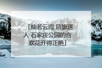 灿若云霞 旖旎迷人 石家庄公园的合欢花开得正艳