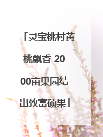 灵宝桃村黄桃飘香 2000亩果园结出致富硕果