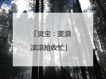 灵宝：麦浪滚滚抢收忙
