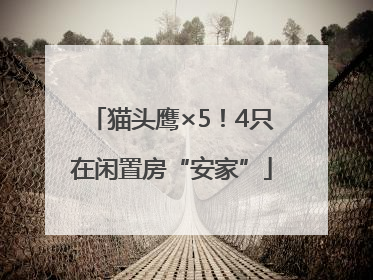 猫头鹰×5！4只在闲置房“安家”