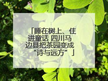 睡在树上、住进童话 四川马边县把茶园变成“诗与远方”