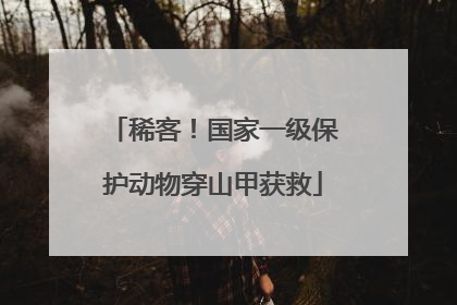 稀客！国家一级保护动物穿山甲获救