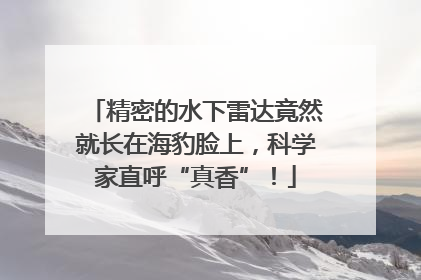 精密的水下雷达竟然就长在海豹脸上，科学家直呼“真香”！