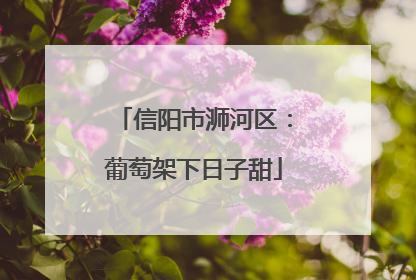 信阳市浉河区：葡萄架下日子甜