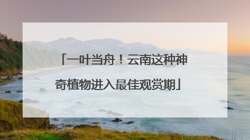 一叶当舟！云南这种神奇植物进入最佳观赏期