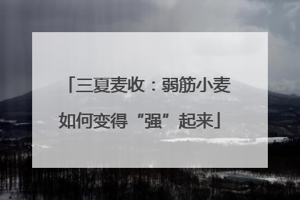 三夏麦收：弱筋小麦如何变得“强”起来