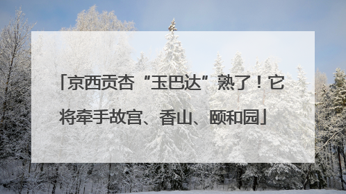 京西贡杏“玉巴达”熟了！它将牵手故宫、香山、颐和园