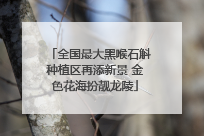 全国最大黑喉石斛种植区再添新景 金色花海扮靓龙陵