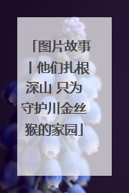 图片故事丨他们扎根深山 只为守护川金丝猴的家园