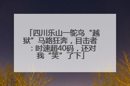 四川乐山一鸵鸟“越狱”马路狂奔，目击者：时速超40码，还对我“笑”了下