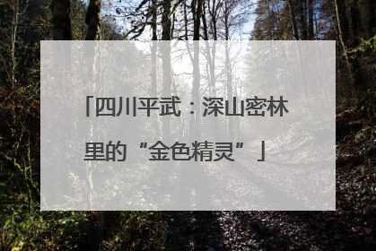 四川平武：深山密林里的“金色精灵”