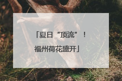 夏日“顶流”！福州荷花盛开