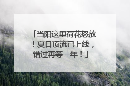当阳这里荷花怒放！夏日顶流已上线，错过再等一年！