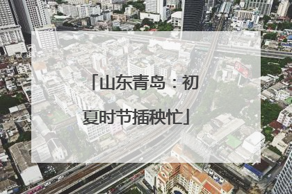 山东青岛：初夏时节插秧忙