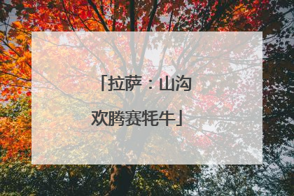 拉萨：山沟欢腾赛牦牛