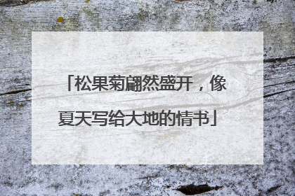松果菊翩然盛开，像夏天写给大地的情书