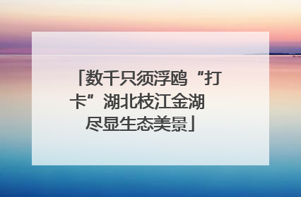 数千只须浮鸥“打卡”湖北枝江金湖 尽显生态美景