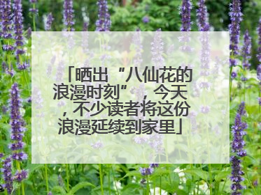 晒出“八仙花的浪漫时刻”，今天，不少读者将这份浪漫延续到家里