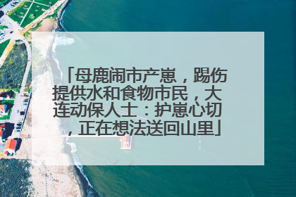 母鹿闹市产崽，踢伤提供水和食物市民，大连动保人士：护崽心切，正在想法送回山里