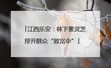 江西乐安：林下紫灵芝撑开群众“致富伞”