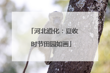 河北遵化：夏收时节田园如画