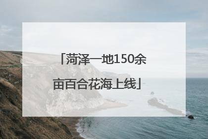 菏泽一地150余亩百合花海上线