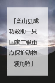 蓝山县成功救助一只国家二级重点保护动物领角鸮