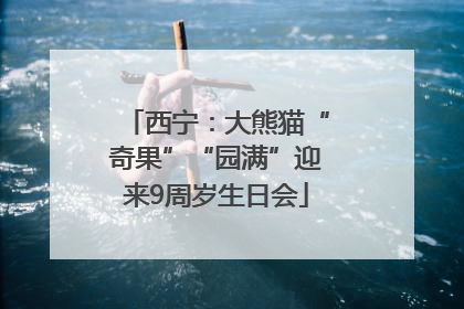 西宁：大熊猫“奇果”“园满”迎来9周岁生日会
