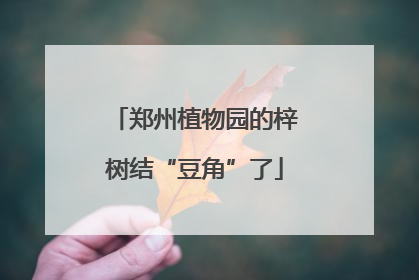 郑州植物园的梓树结“豆角”了