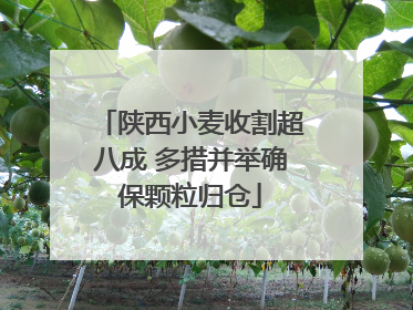 陕西小麦收割超八成 多措并举确保颗粒归仓