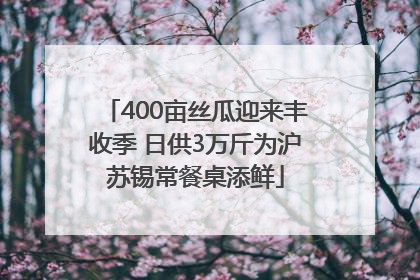 400亩丝瓜迎来丰收季 日供3万斤为沪苏锡常餐桌添鲜