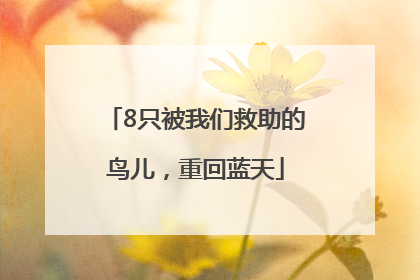 8只被我们救助的鸟儿，重回蓝天